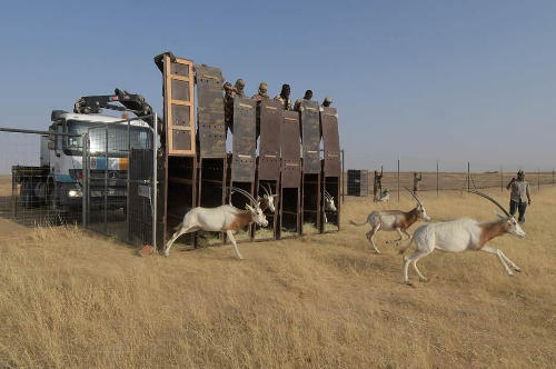 Hunting of wild gazelles in the Sahara